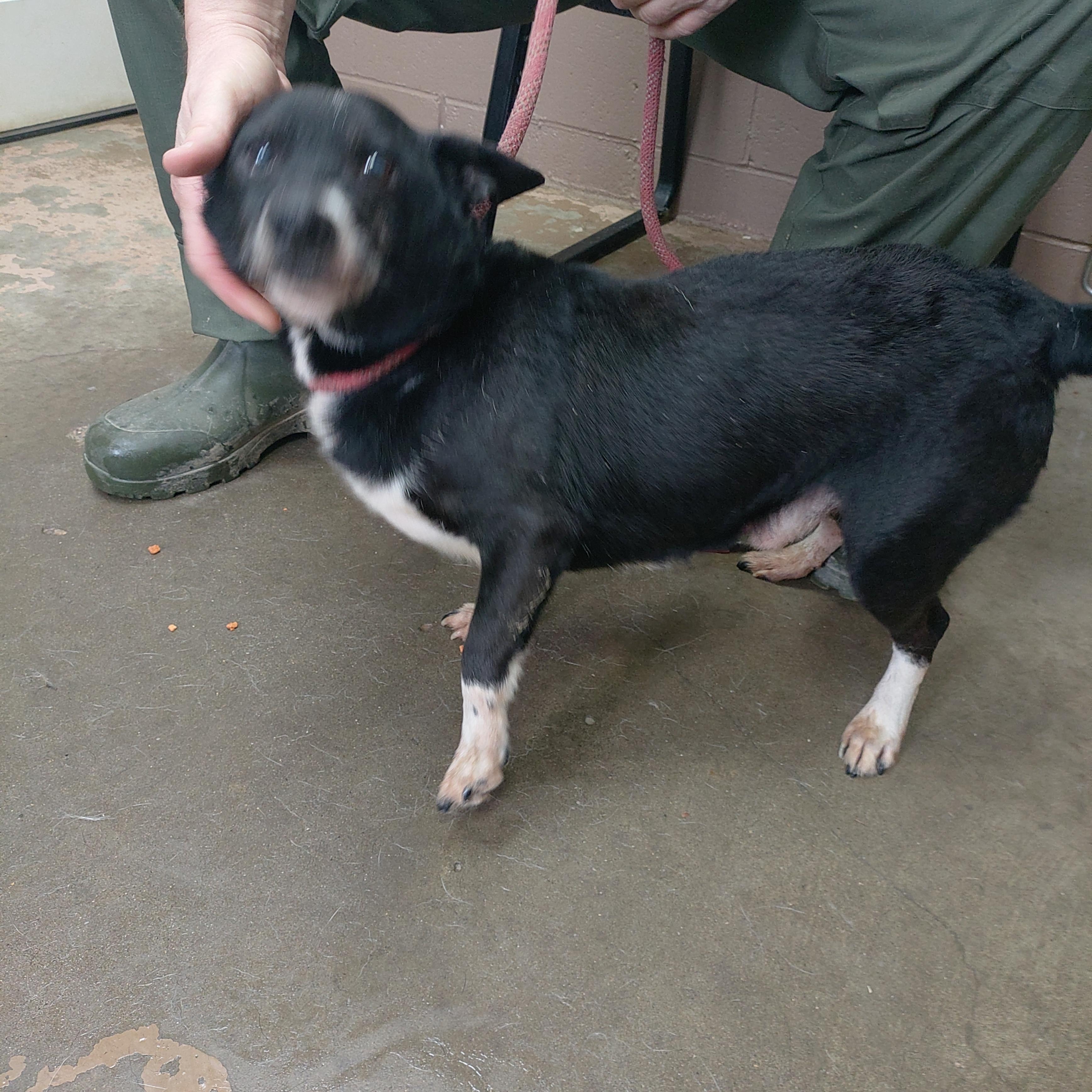 25-185, ADOPTABLE, Senior Female Labrador Retriever.