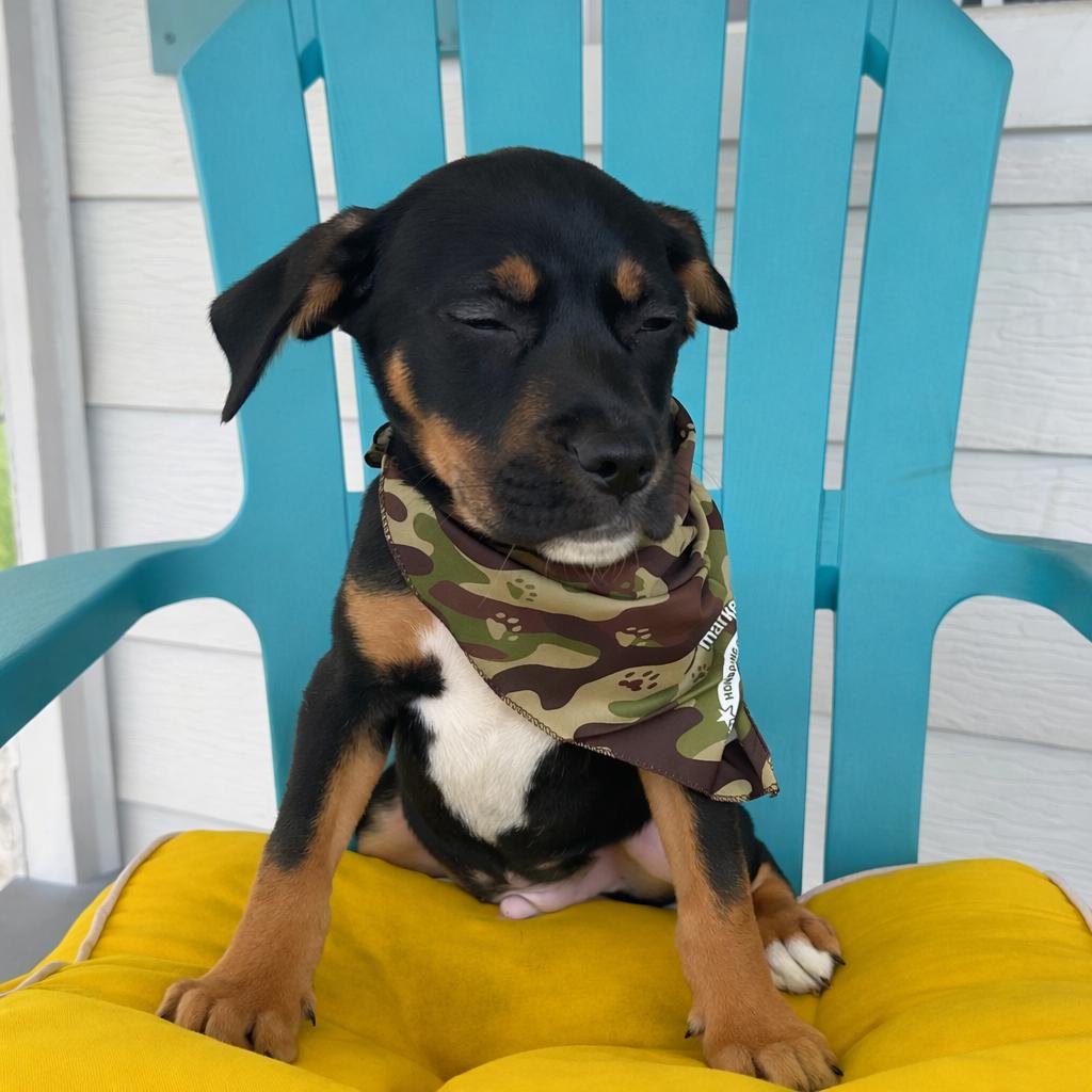 Ted, an adopted mixed breed in Pensacola, FL image 3/3