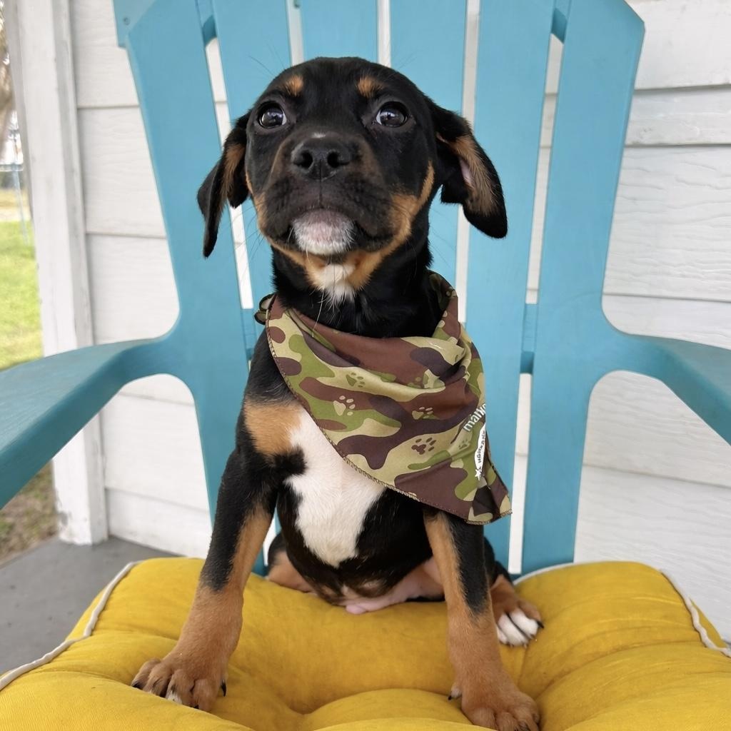 Ted, an adopted mixed breed in Pensacola, FL image 1/3