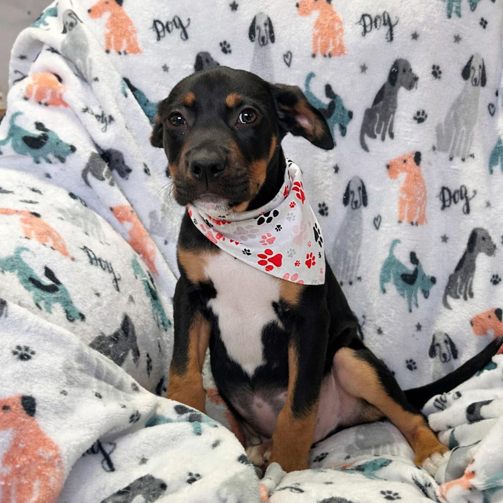 Ted, an adopted mixed breed in Pensacola, FL image 2/3