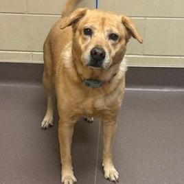 Enlarge Aggie, a Adoptable Yellow Labrador Retriever in Norman, OK image 1/3