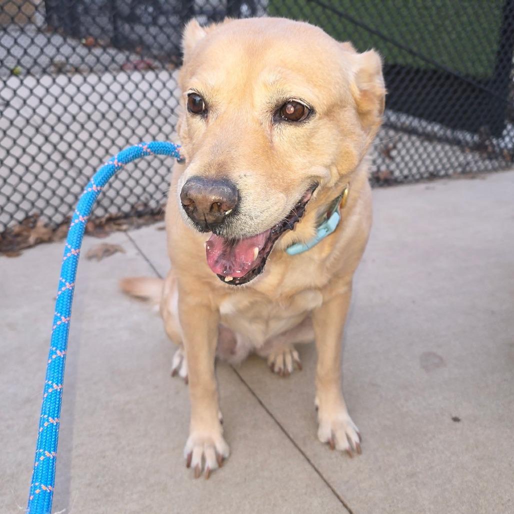 Enlarge Aggie, a Adoptable Yellow Labrador Retriever in Norman, OK image 2/3