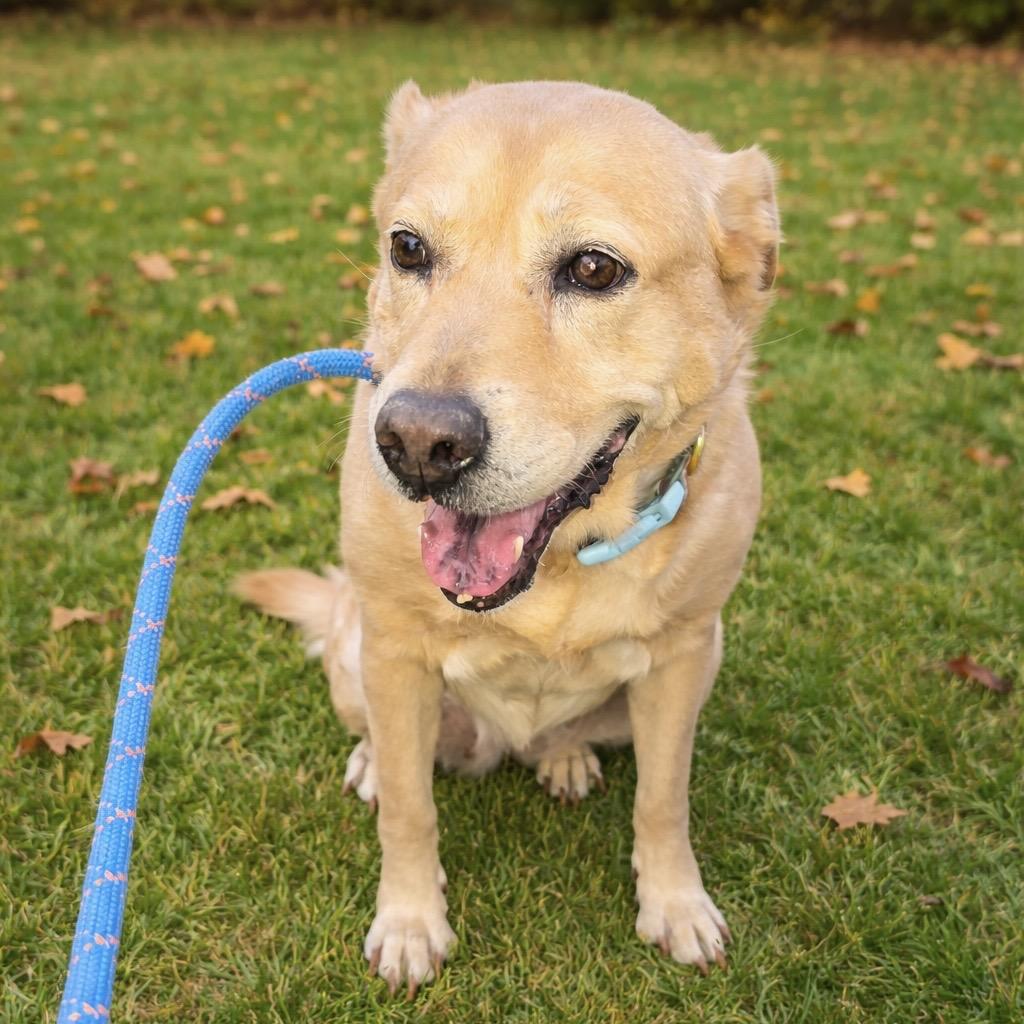 Enlarge Aggie, a Adoptable Yellow Labrador Retriever in Norman, OK image 3/3