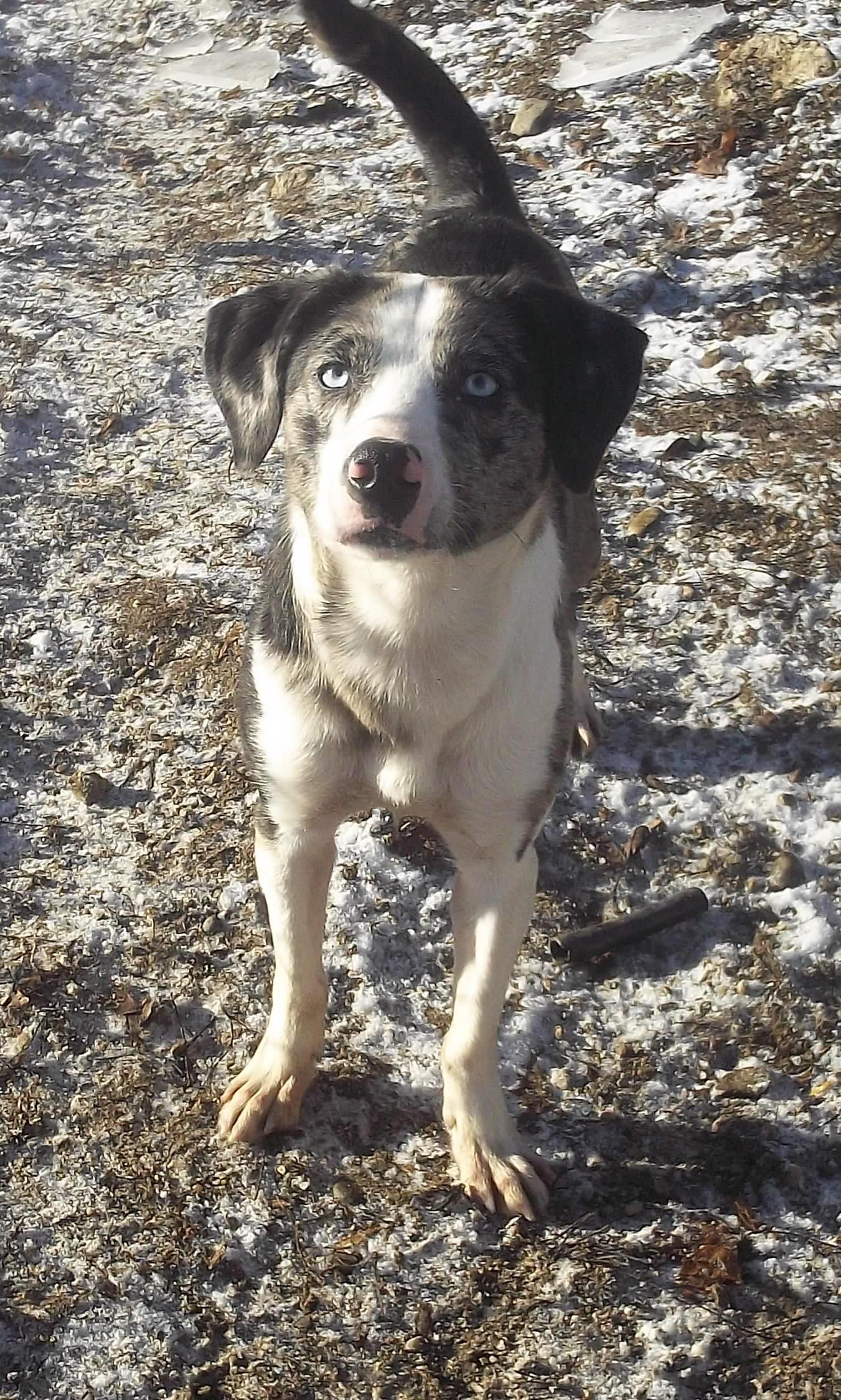 NOVA, ADOPTABLE, Young Female Australian Shepherd.