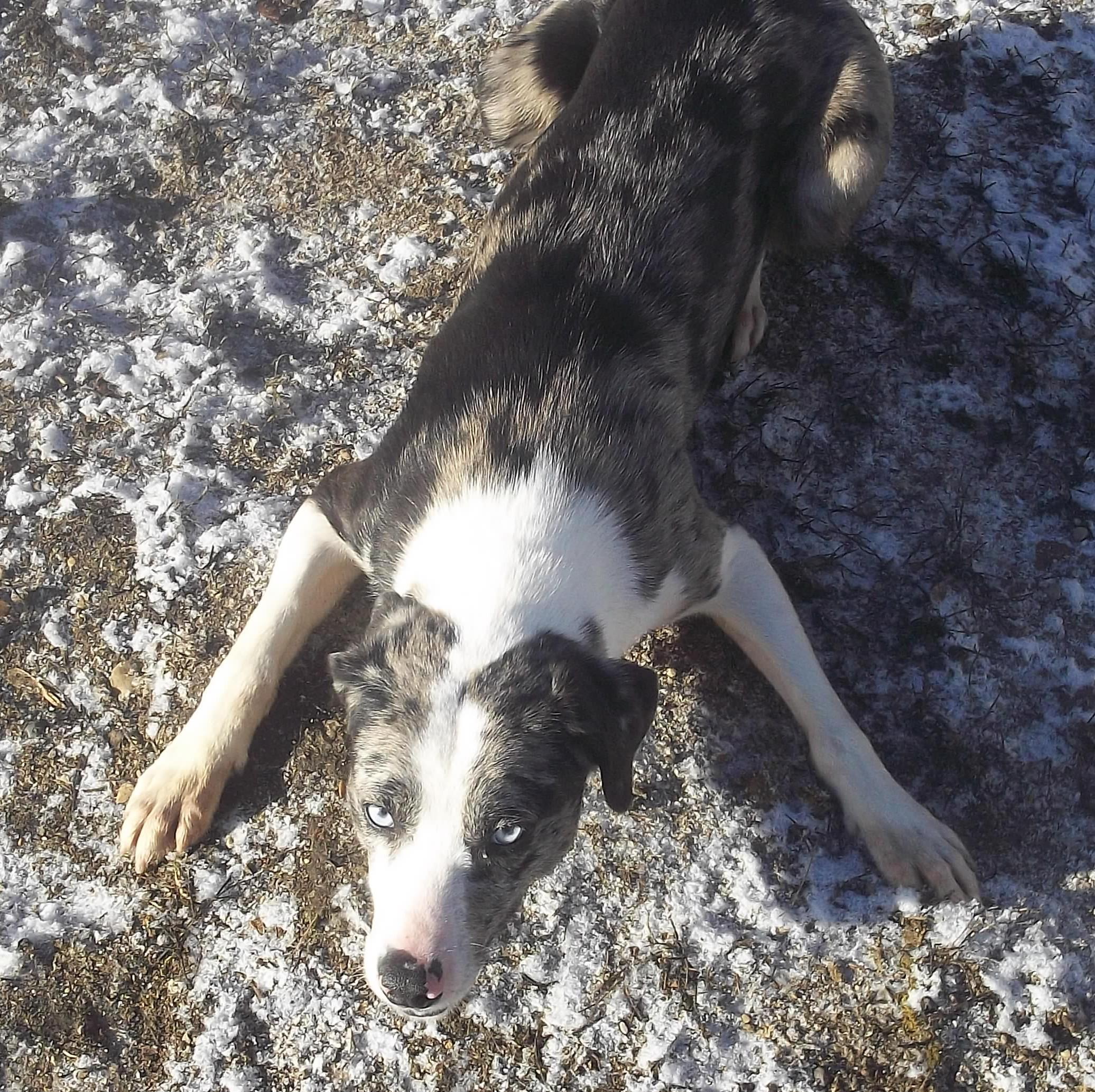 Enlarge NOVA, a ADOPTABLE mixed breed in Reed City, MI image 4/6