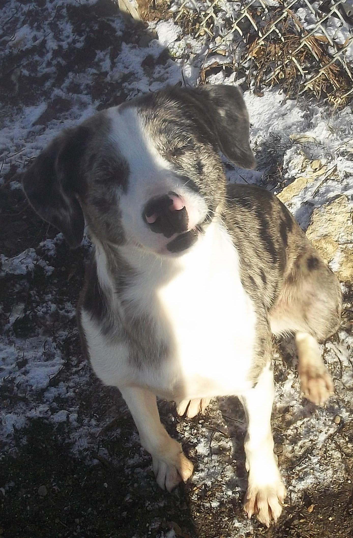 Enlarge NOVA, a ADOPTABLE mixed breed in Reed City, MI image 6/6