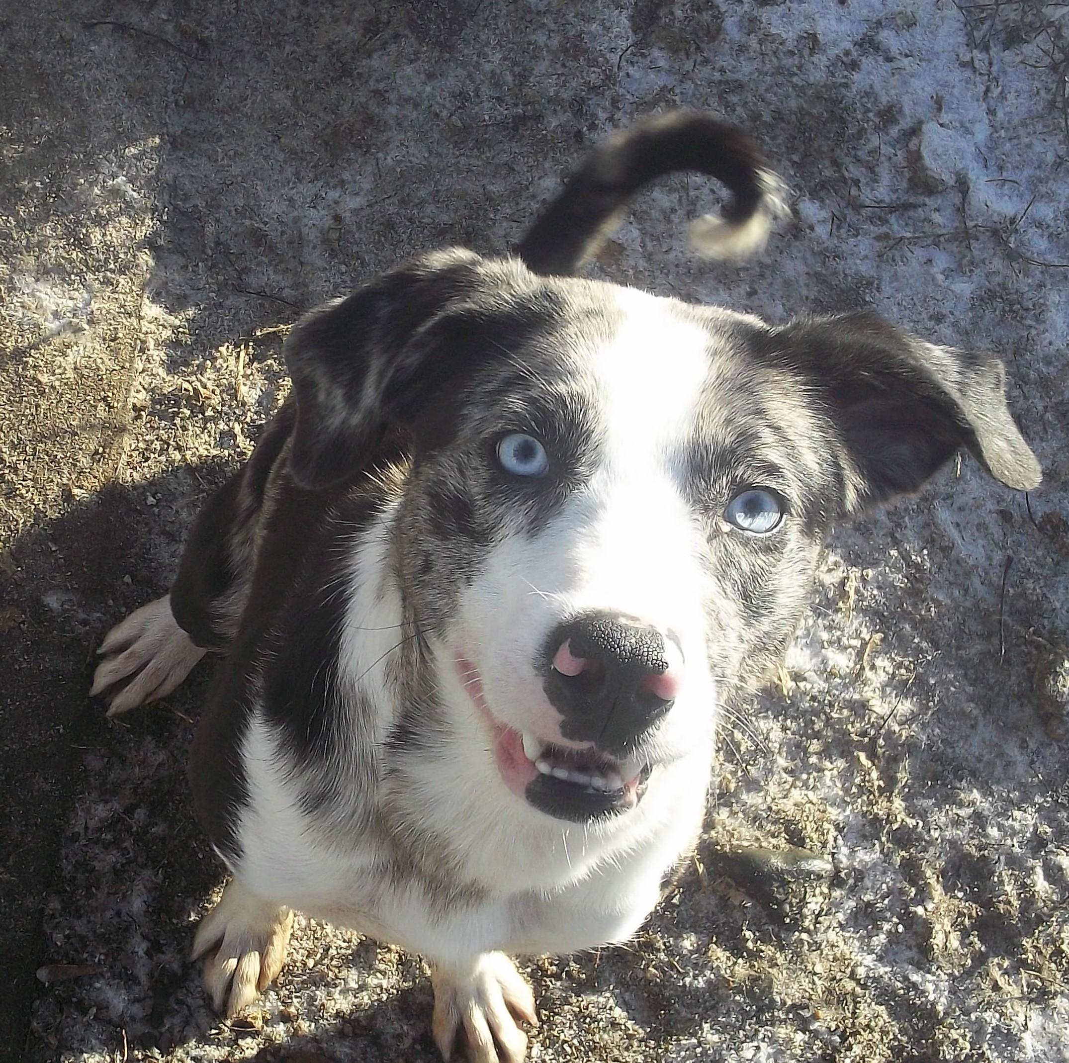 Enlarge NOVA, a ADOPTABLE mixed breed in Reed City, MI image 3/6