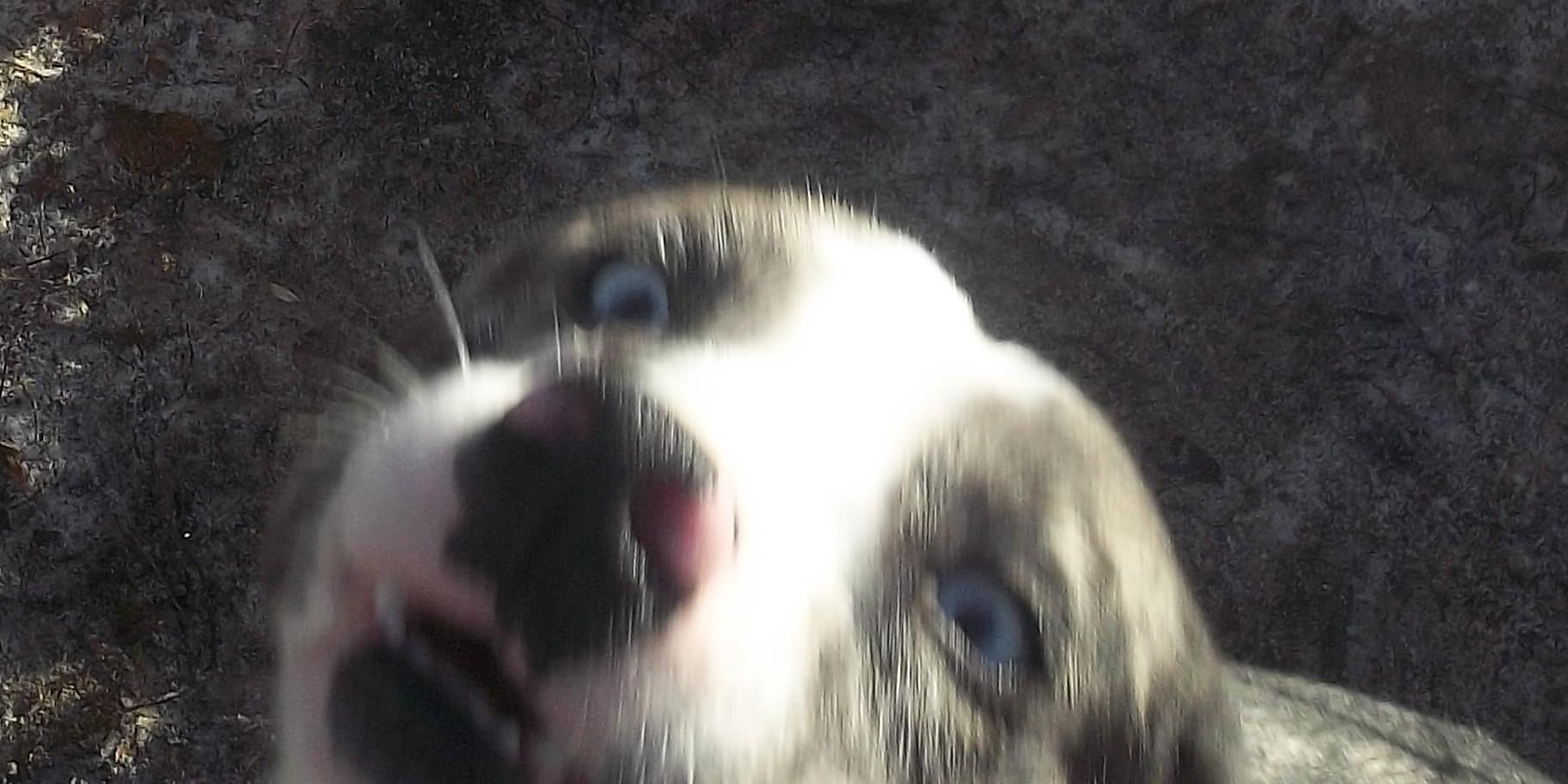 Enlarge NOVA, a ADOPTABLE mixed breed in Reed City, MI image 2/6