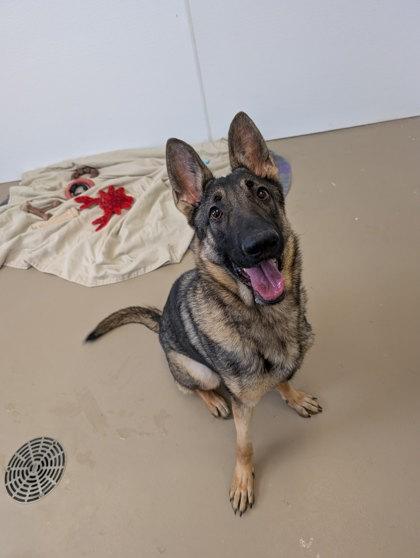 Enlarge Daisy, a Adoptable mixed breed in South Bend, IN image 2/4