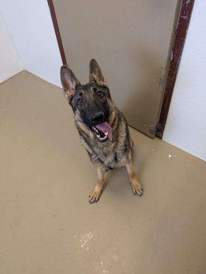 Enlarge Daisy, a Adoptable mixed breed in South Bend, IN image 4/4