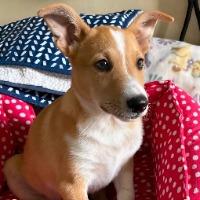 Dutch, adopted, Adult Male Cardigan Welsh Corgi.