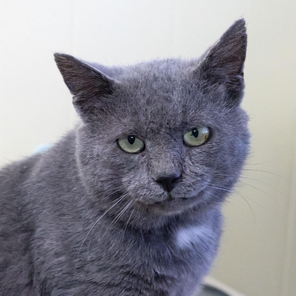 Chaz, Adoptable, Adult Male Domestic Short Hair.