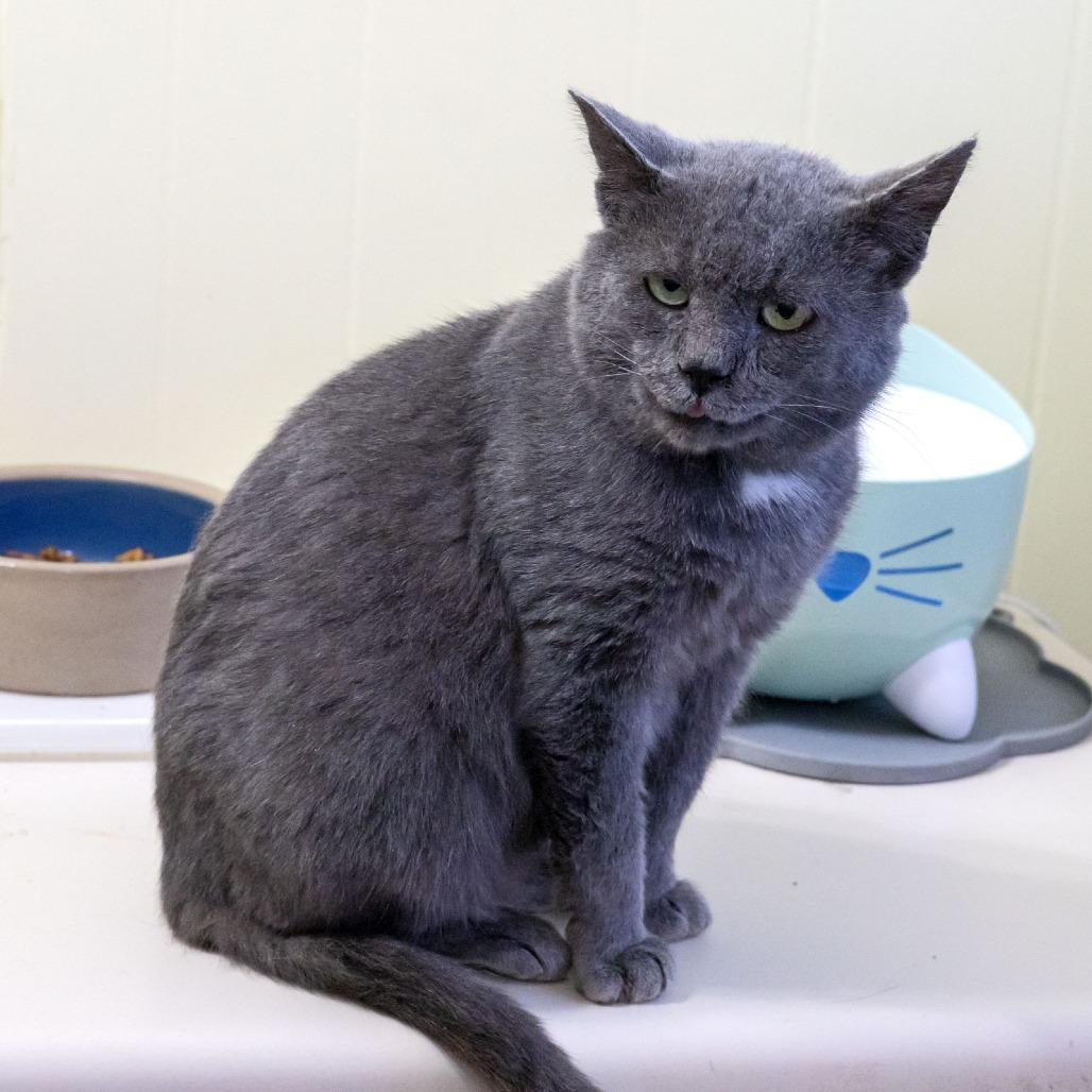 Enlarge Chaz, a Adoptable Domestic Short Hair in McKean, PA image 2/4