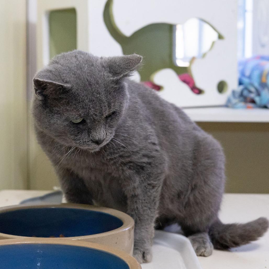 Enlarge Chaz, a Adoptable Domestic Short Hair in McKean, PA image 3/4