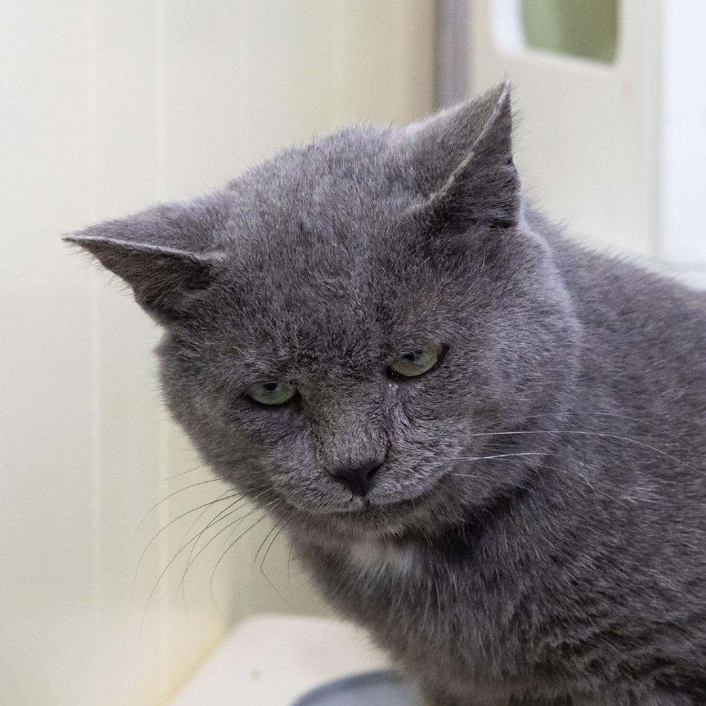 Enlarge Chaz, a Adoptable Domestic Short Hair in McKean, PA image 4/4