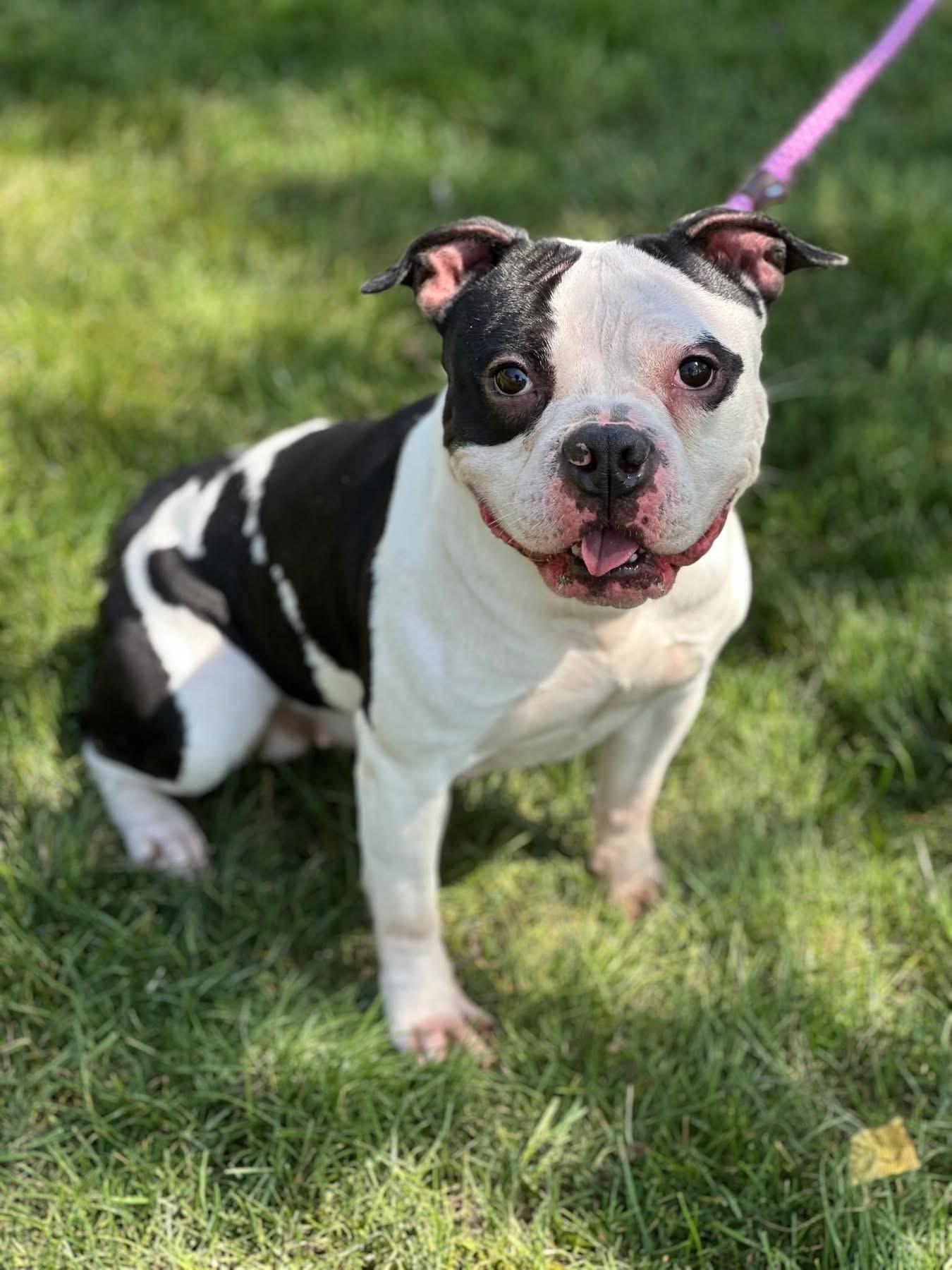 Miss Piggy, Adoptable, Young Female American Staffordshire Terrier & Boston Terrier.
