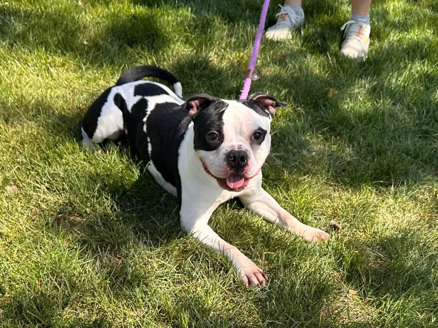 Enlarge Miss Piggy, a Adoptable mixed breed in Wheaton, IL image 2/3