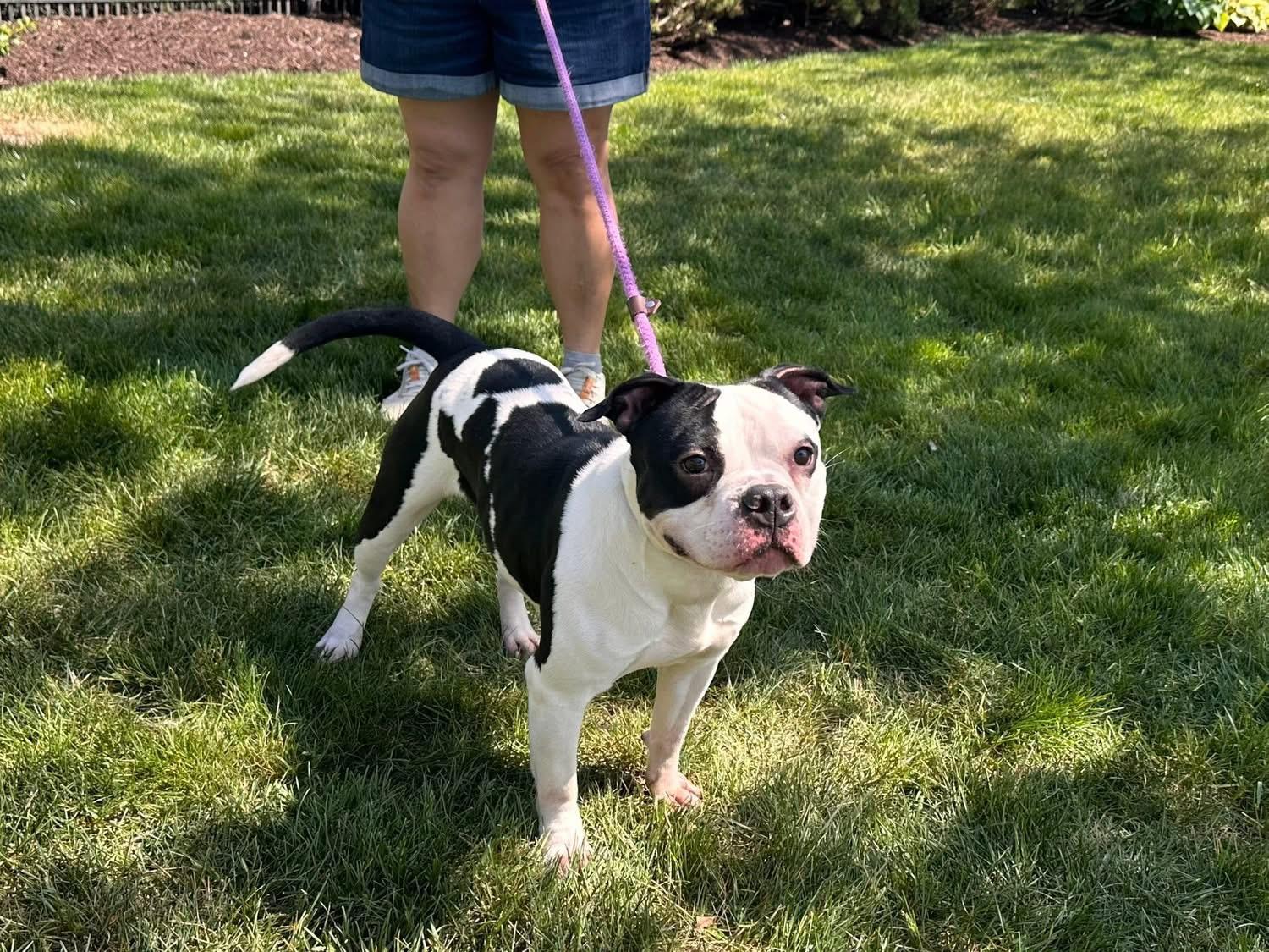 Enlarge Miss Piggy, a Adoptable mixed breed in Wheaton, IL image 3/3