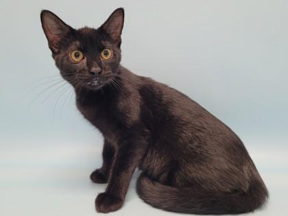 Lily, Adoptable, Kitten Female Domestic Short Hair & Domestic Short Hair.