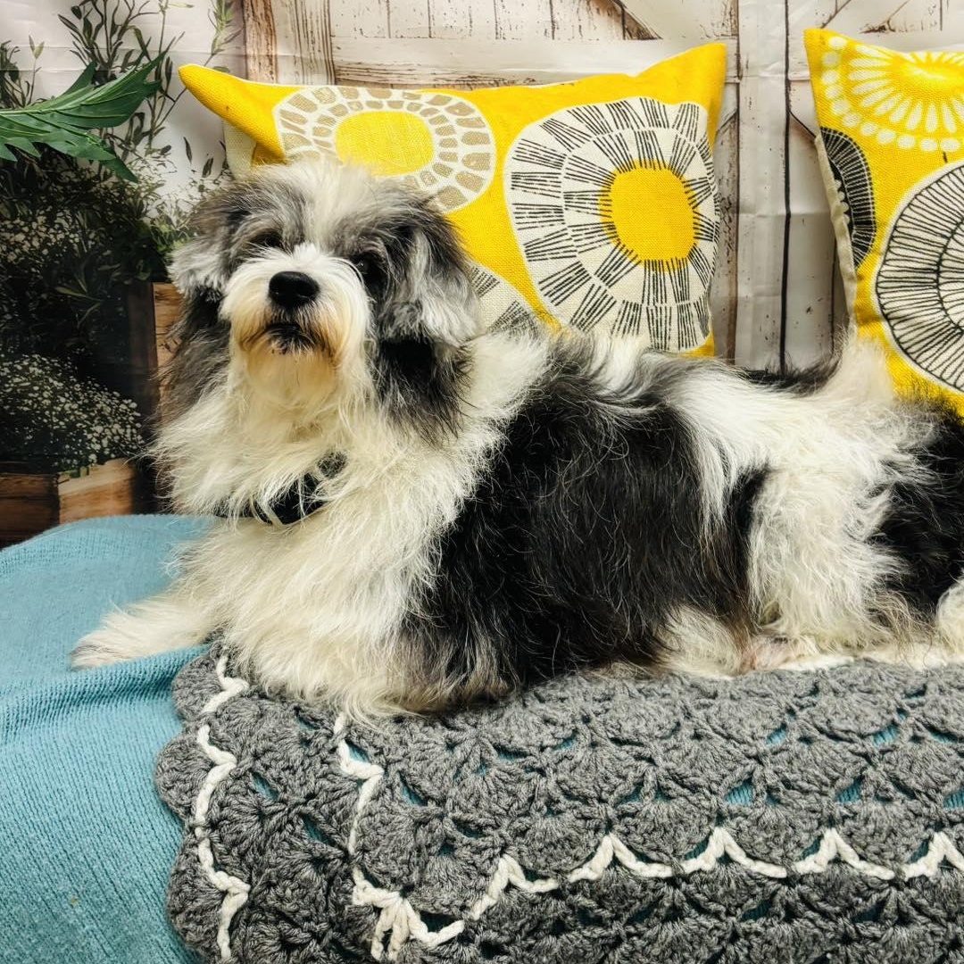 Charlie, an adopted mixed breed in Effingham, IL image 1/3