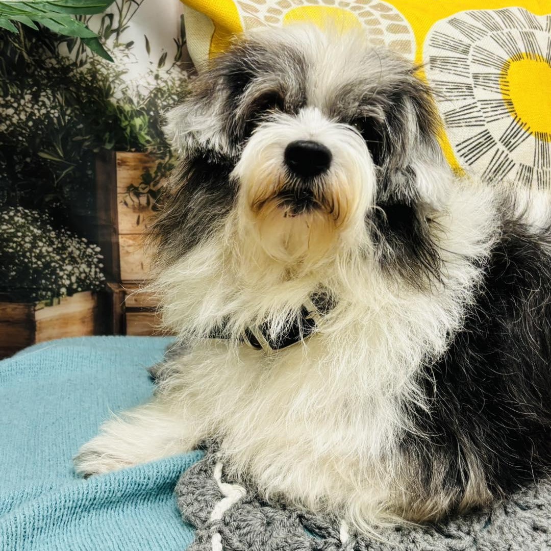 Charlie, an adopted mixed breed in Effingham, IL image 3/3