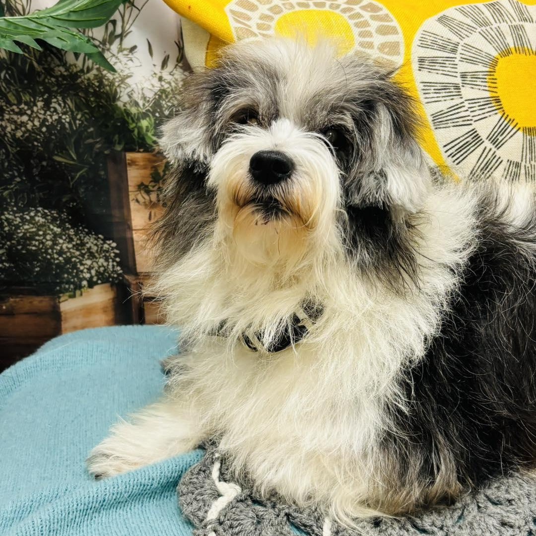 Charlie, an adopted mixed breed in Effingham, IL image 2/3
