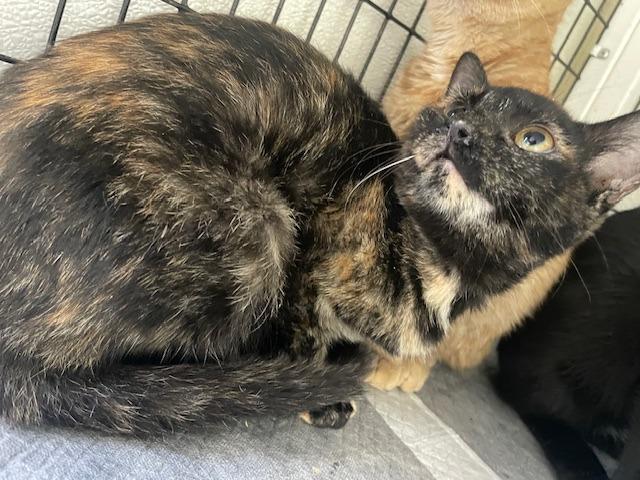 Ida, Adoptable, Young Female Domestic Short Hair.