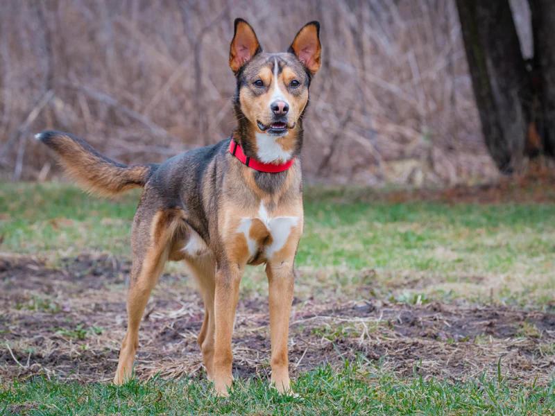 Enlarge Rustik, a ADOPTABLE mixed breed in Pointe-Fortune, QC image 2/3