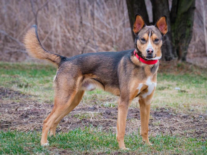 Enlarge Rustik, a ADOPTABLE mixed breed in Pointe-Fortune, QC image 3/3