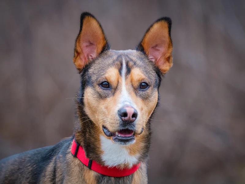 Rustik, ADOPTABLE, Young Male German Shepherd Dog.