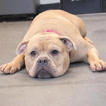 Enlarge Johnny, a Adoptable mixed breed in Voorhees, NJ image 1/3