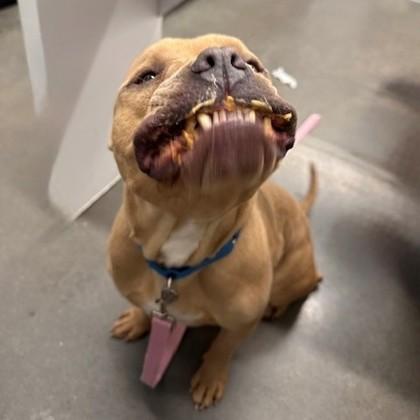 Enlarge Johnny, a Adoptable mixed breed in Voorhees, NJ image 2/3