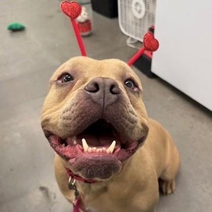 Enlarge Johnny, a Adoptable mixed breed in Voorhees, NJ image 3/3