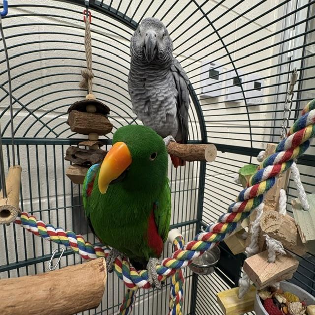 SHAMROCK, Adoptable, Senior Male Parrot (Other).