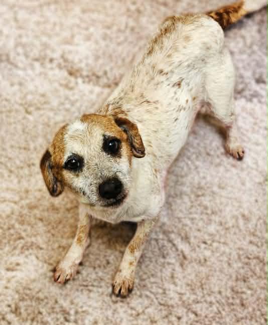 P-11 AKA Royce, Adoptable, Young Male Hound.