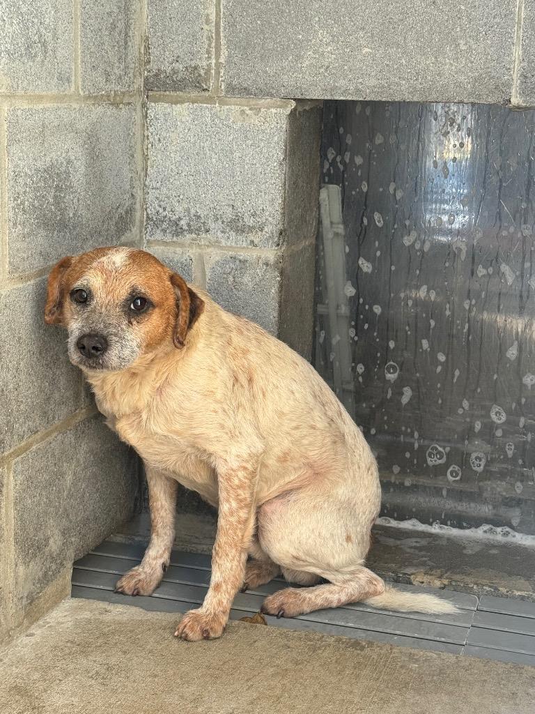 Enlarge P-11 AKA Royce, a Adoptable Hound in Shelbyville, TN image 1/1