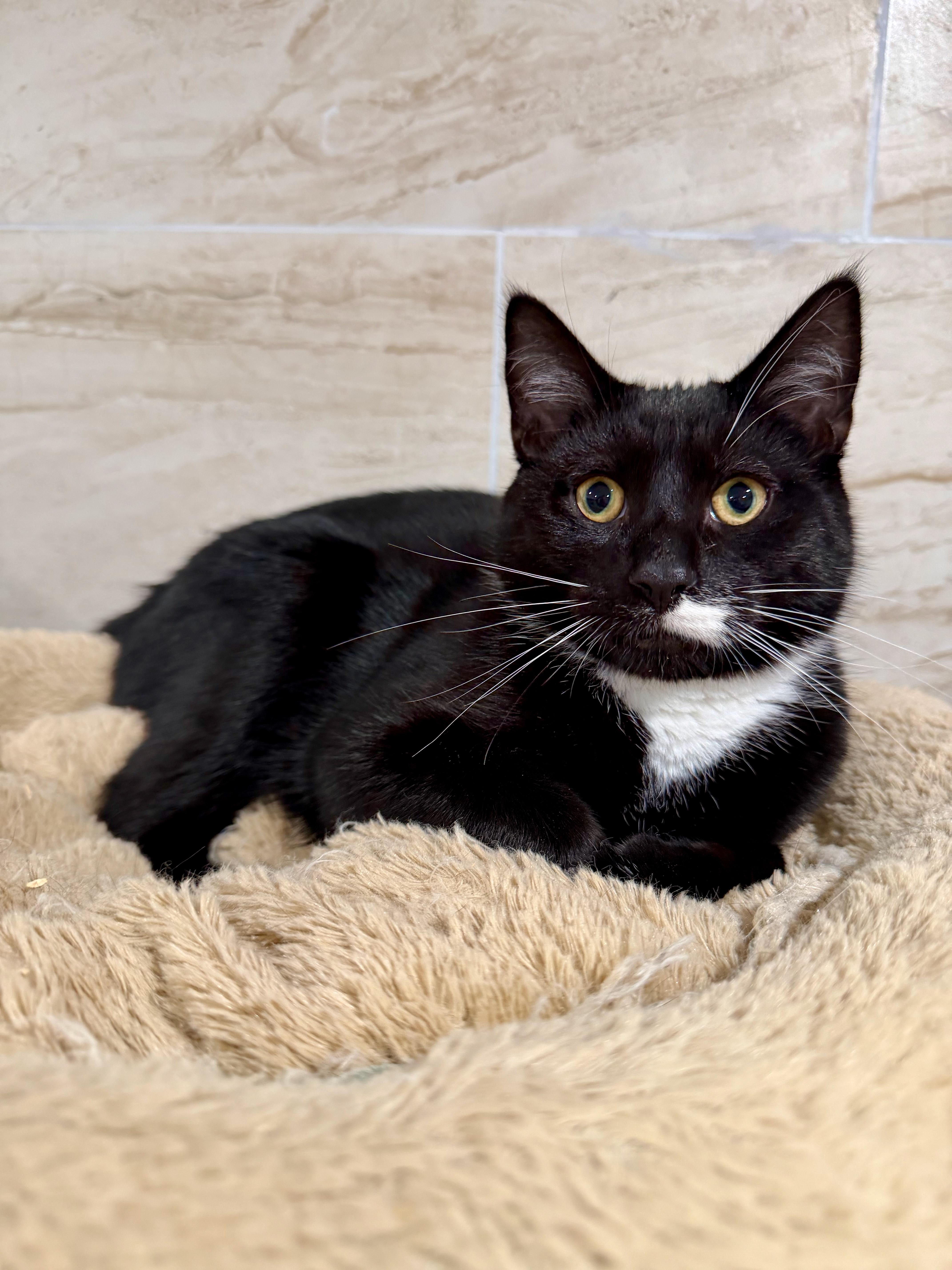 Enlarge Dawson, a ADOPTABLE Domestic Short Hair in Manhasset, NY image 2/3