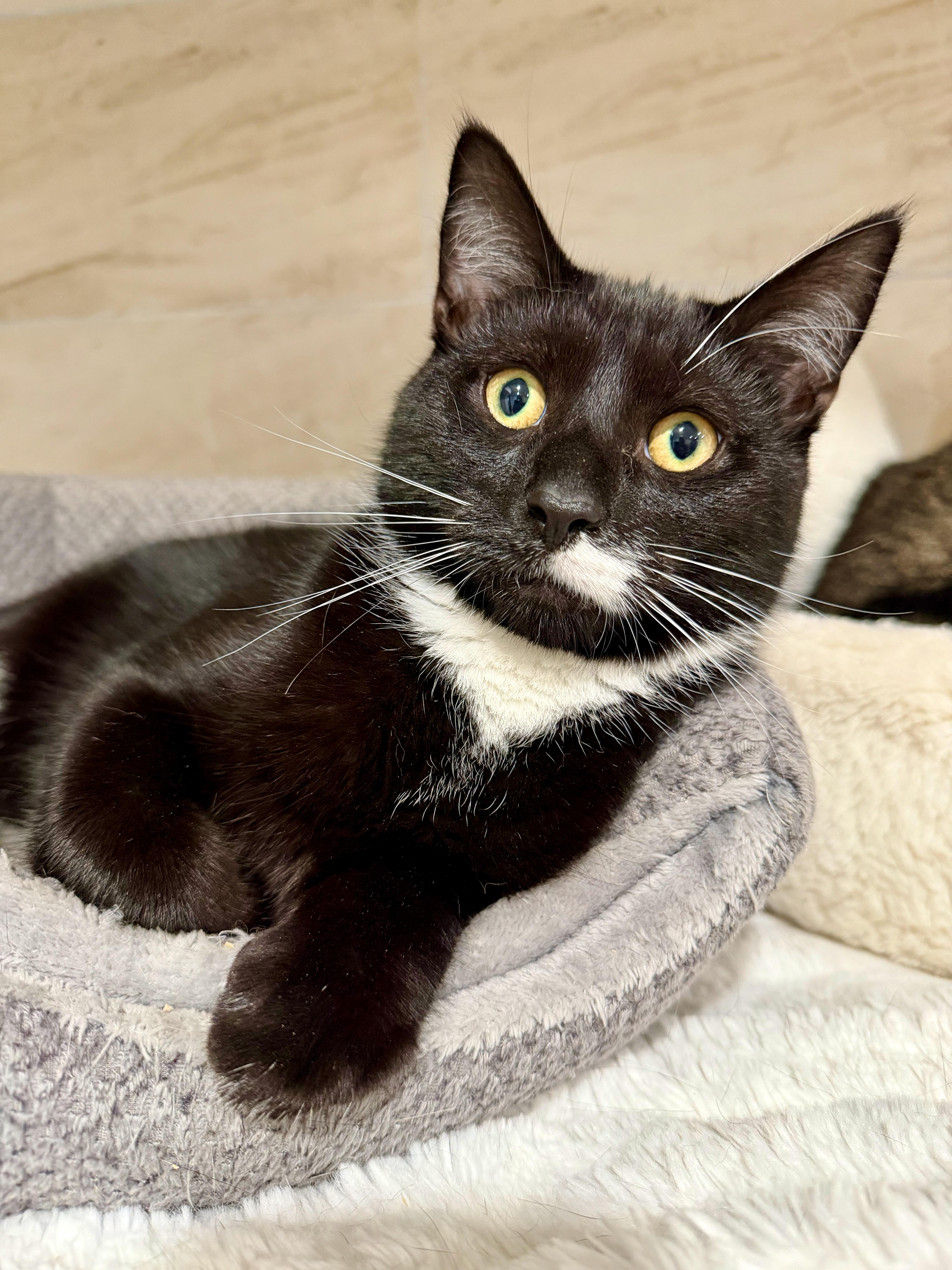 Dawson, ADOPTABLE, Young Male Domestic Short Hair.