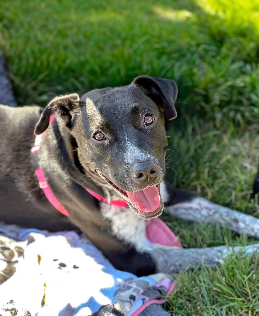 Honda, Adoptable, Young Female Mixed Breed.