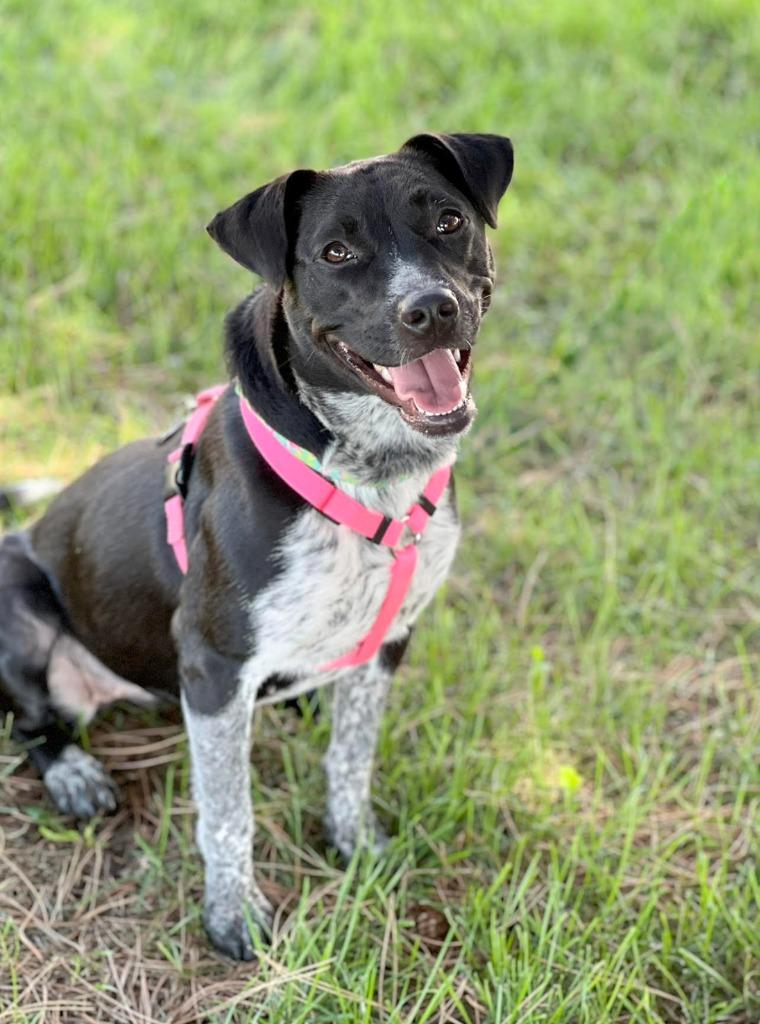 Enlarge Honda, a Adoptable mixed breed in Savage, MN image 2/5