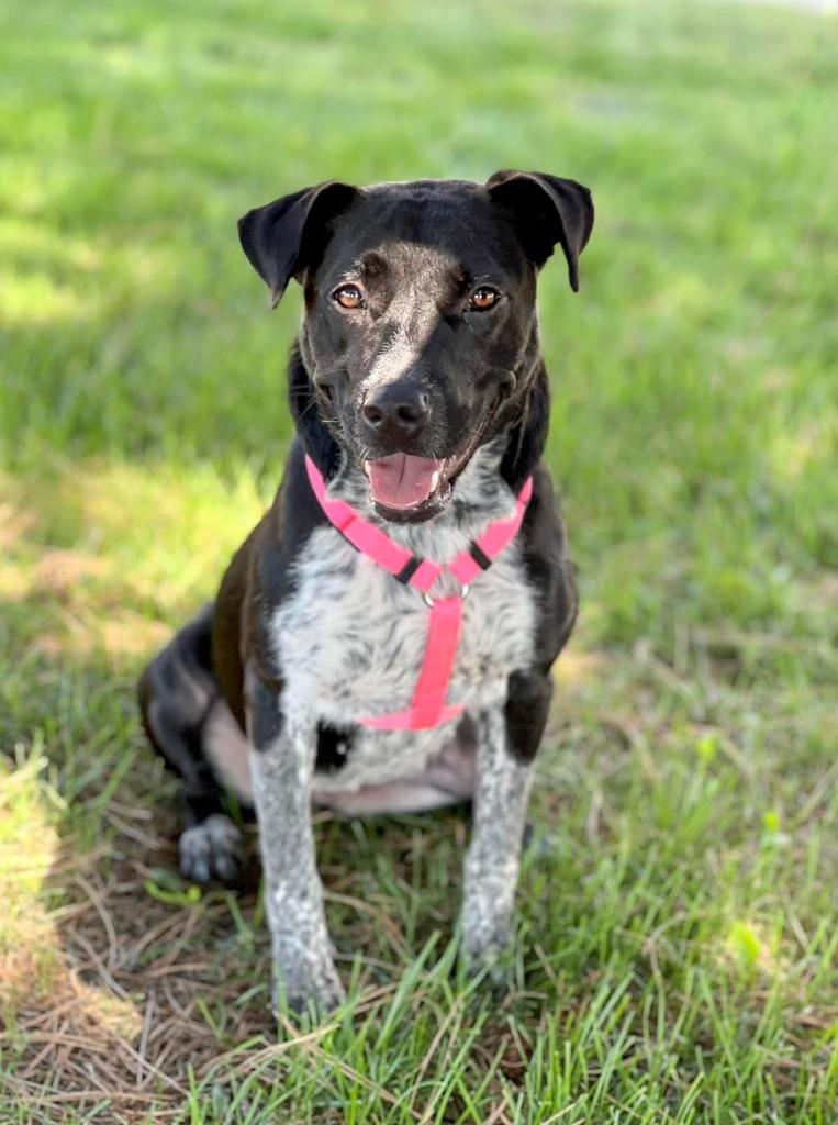 Enlarge Honda, a Adoptable mixed breed in Savage, MN image 3/5