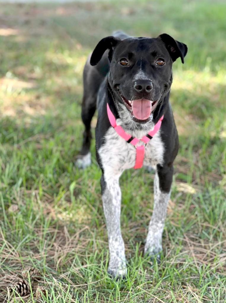 Enlarge Honda, a Adoptable mixed breed in Savage, MN image 4/5