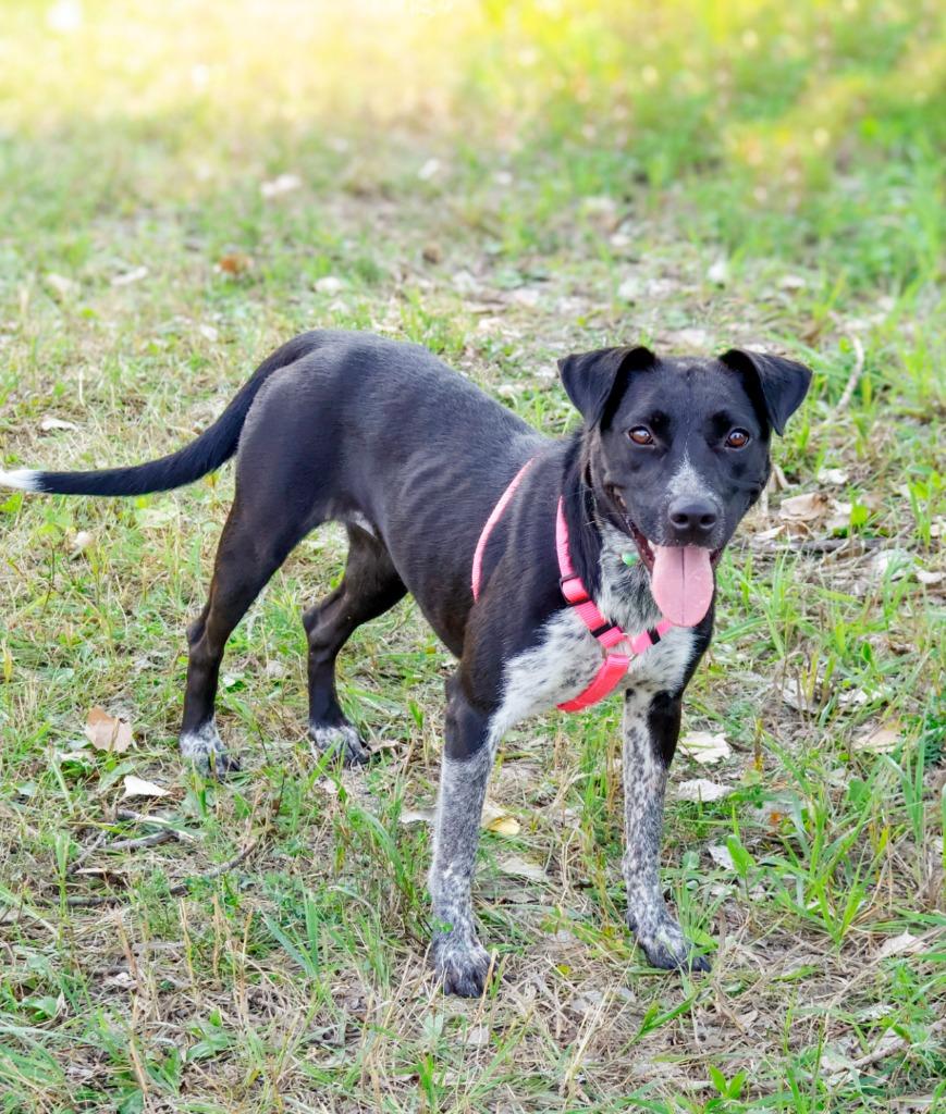 Enlarge Honda, a Adoptable mixed breed in Savage, MN image 5/5