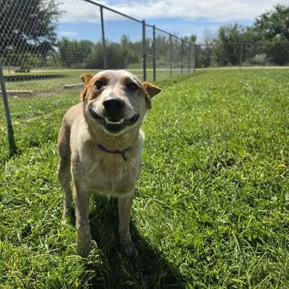 Basil, Adoptable, Adult Male Fox Terrier & Mixed Breed.