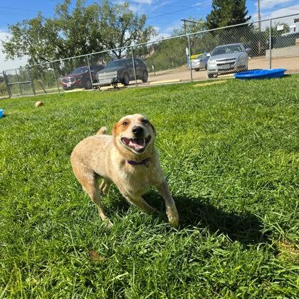 Enlarge Basil, a Adoptable mixed breed in Scottsbluff, NE image 2/3