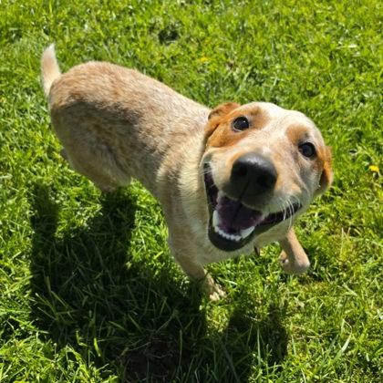 Enlarge Basil, a Adoptable mixed breed in Scottsbluff, NE image 3/3
