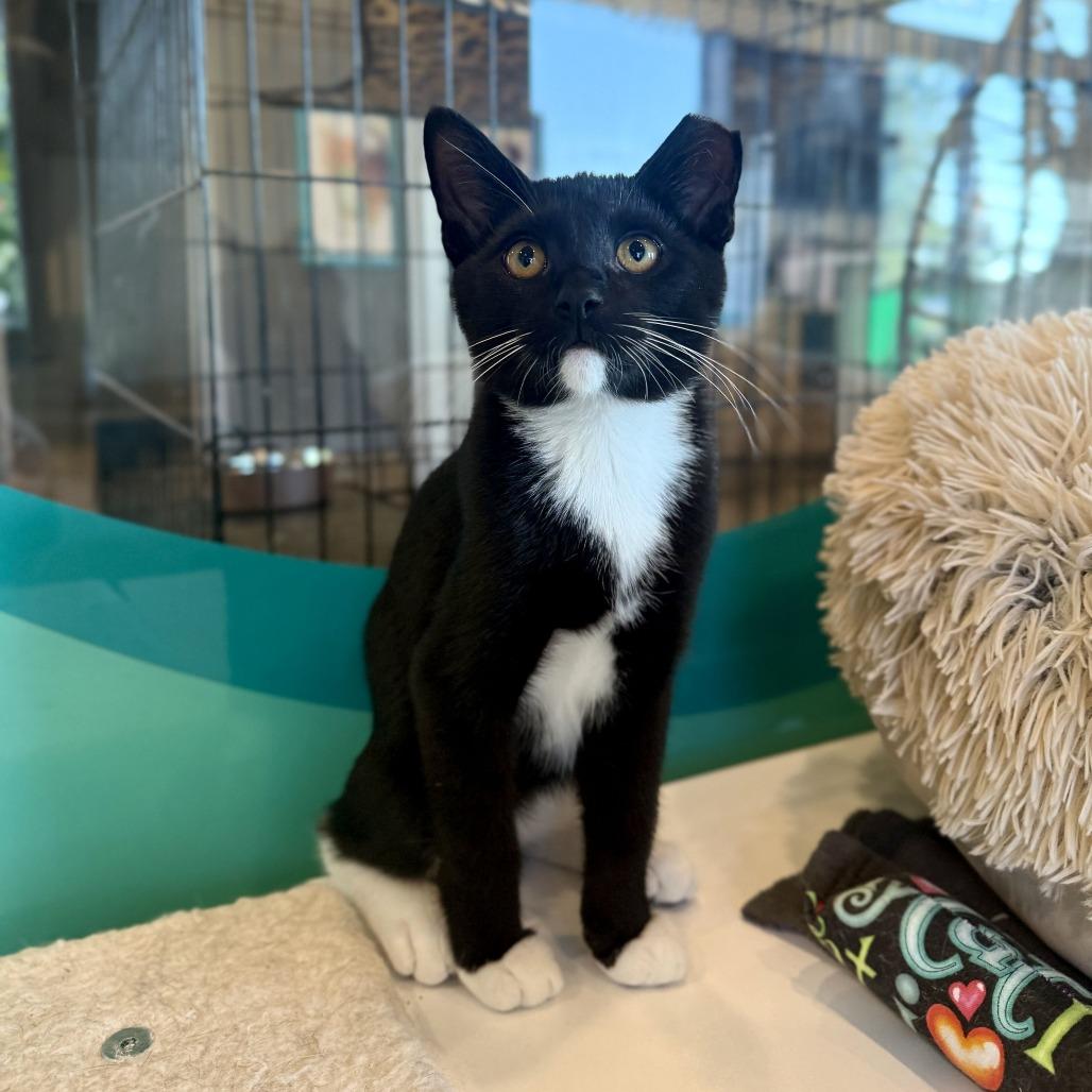 Enlarge Oat, a Adoptable Domestic Short Hair in Louisville, KY image 1/1