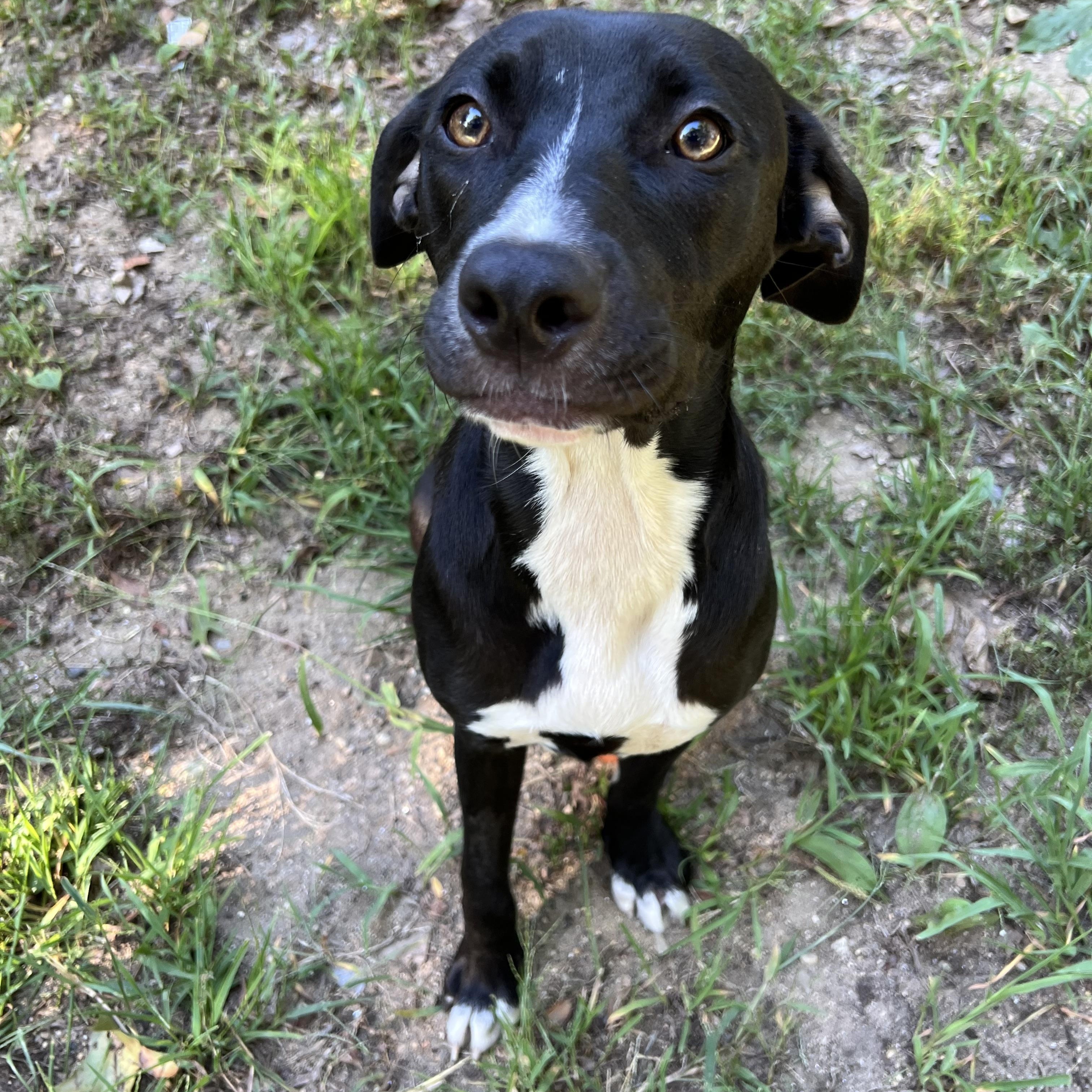 Enlarge Chessie in NH. Come Meet our Adoptable Dogs Wednesday-Saturday. More info in Bio, a ADOPTABLE mixed breed in Manchester, NH image 4/4