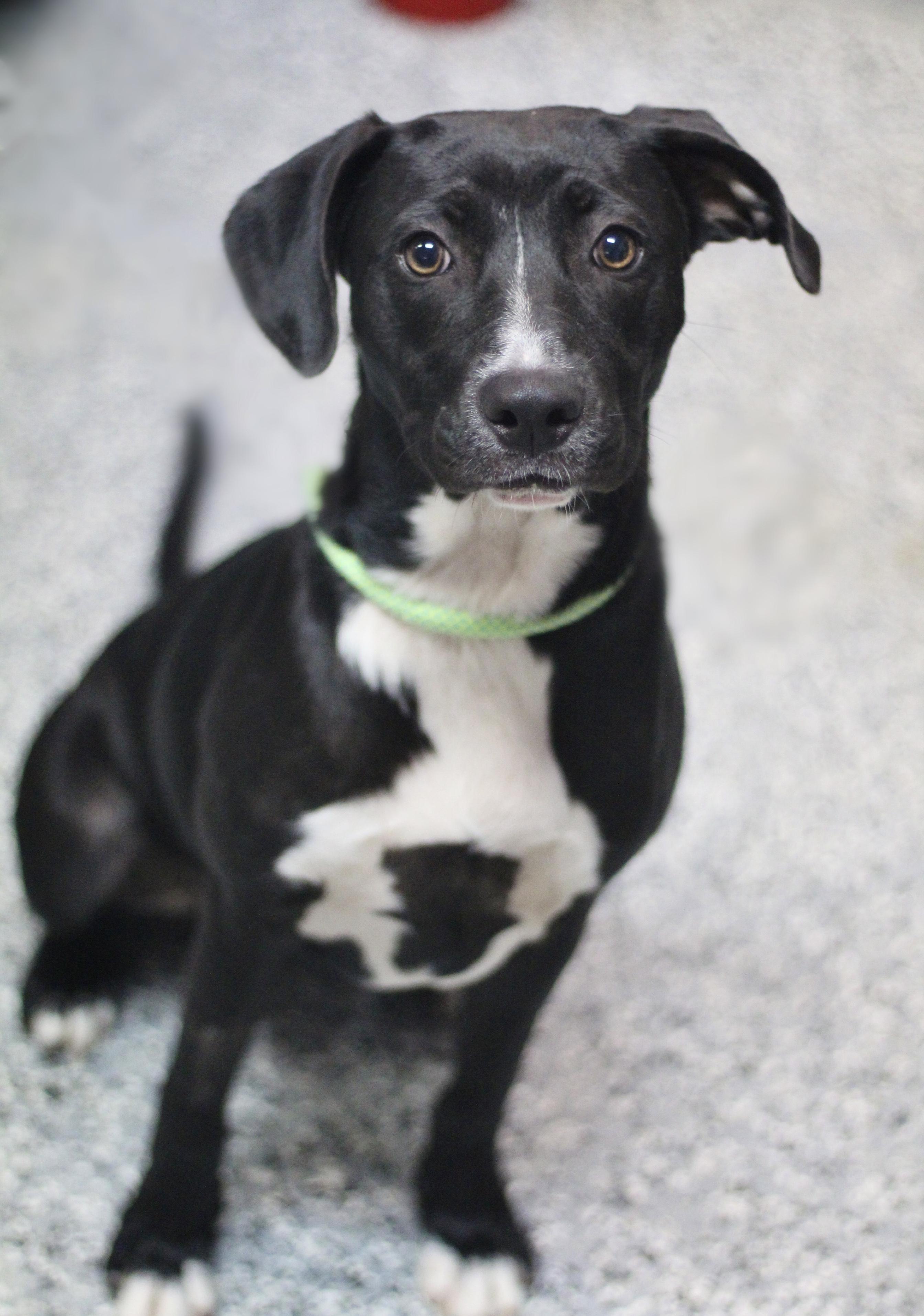 Enlarge Chessie in NH. Come Meet our Adoptable Dogs Wednesday-Saturday. More info in Bio, a ADOPTABLE mixed breed in Manchester, NH image 2/4