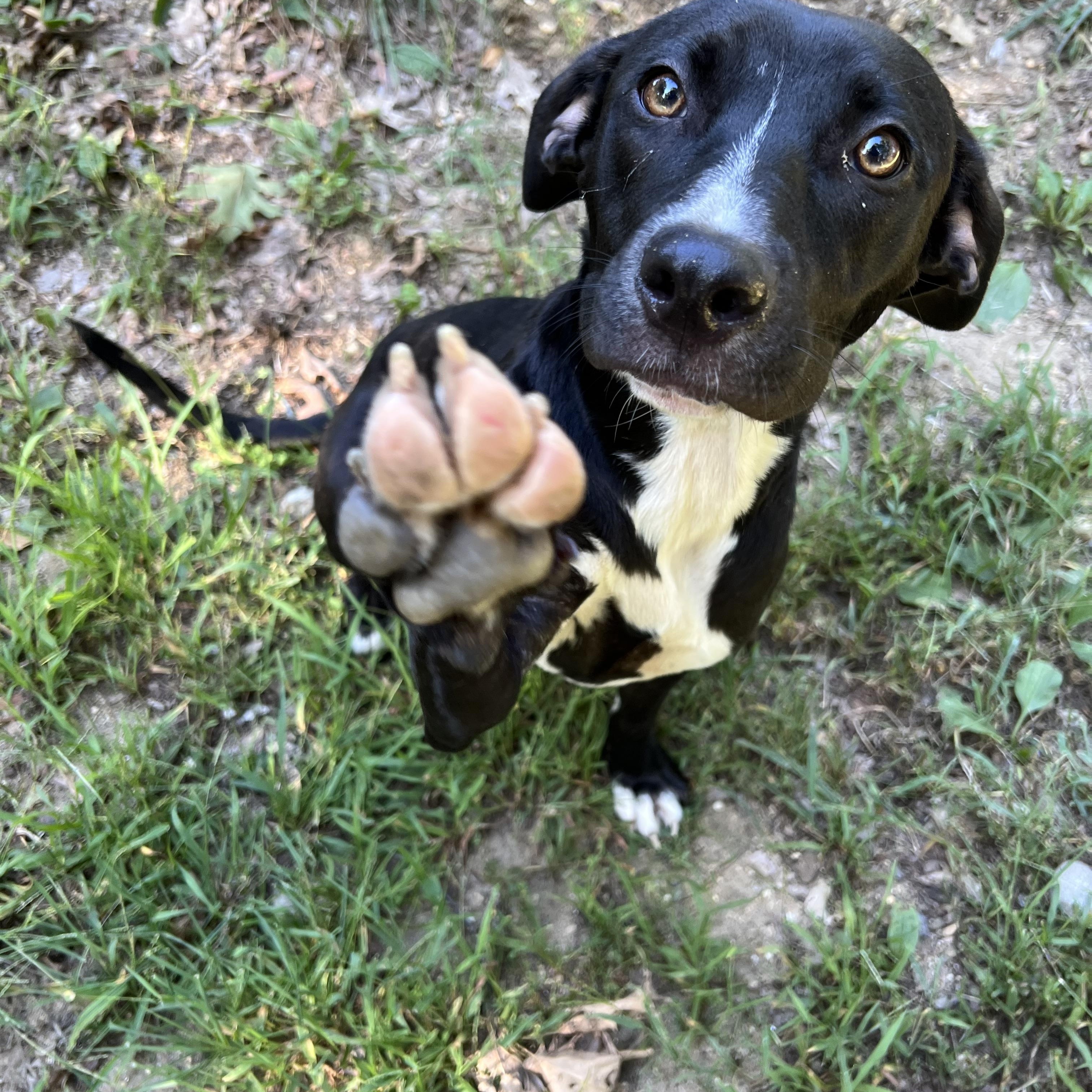 Enlarge Chessie in NH. Come Meet our Adoptable Dogs Wednesday-Saturday. More info in Bio, a ADOPTABLE mixed breed in Manchester, NH image 1/4
